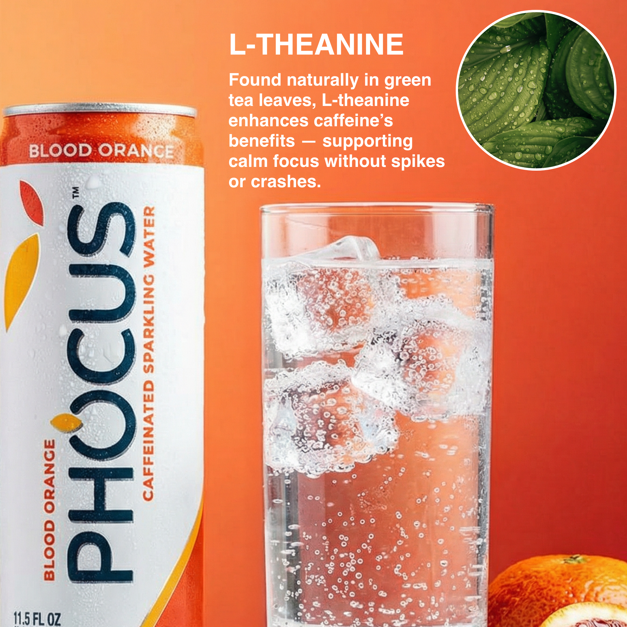 L-theanine and phocus 